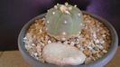 Lophophora williamsii v. jourdaniana
