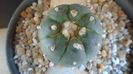 Lophophora williamsii v. jourdaniana