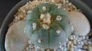 Lophophora williamsii v. jourdaniana