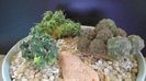 Grup de 3 Puna (Maihueniopsis)