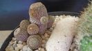 Aylostera (Rebutia) heliosa