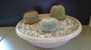 Grup de 3 Notocactus (Parodia)