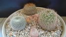 Grup de 3 Notocactus (Parodia)
