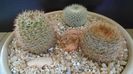 Grup de 3 Notocactus (Parodia)