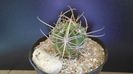 Lobivia ferox v. longispina (Echinopsis ferox)