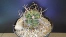 Lobivia ferox v. longispina (Echinopsis ferox)