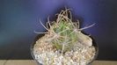 Lobivia ferox v. longispina (Echinopsis ferox)