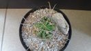Lobivia ferox v. longispina (Echinopsis ferox)