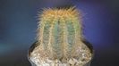 Notocactus (Parodia) magnificus