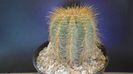 Notocactus (Parodia) magnificus