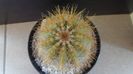 Notocactus (Parodia) magnificus