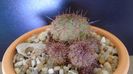 Lobivia cinnabarina (Echinopsis cinnabarina)