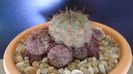Lobivia cinnabarina (Echinopsis cinnabarina)