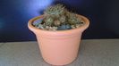Lobivia arachnacantha v. densiseta (Echinopsis ancistrophora ssp. arachnacantha)