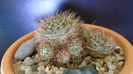 Lobivia arachnacantha v. densiseta (Echinopsis ancistrophora ssp. arachnacantha)
