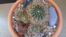 Lobivia arachnacantha v. densiseta (Echinopsis ancistrophora ssp. arachnacantha)