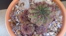Lobivia cinnabarina (Echinopsis cinnabarina)