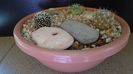 Grup de 4 Mammillaria