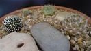 Grup de 4 Mammillaria