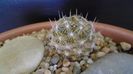 Mammillaria coahuilensis ssp. albiarmata