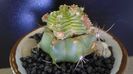 Aztekium valdezii (altoit pe Ferocactus glaucescens)