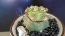 Aztekium valdezii (altoit pe Ferocactus glaucescens)