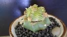 Aztekium valdezii (altoit pe Ferocactus glaucescens)
