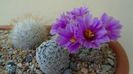 Mammillaria (Bartschella) schumannii v. globosa