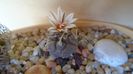 Turbinicarpus klinkerianus, L1065, El Huizache, SLP