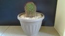 Mammillaria rhodantha