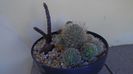 Grup de 3 cactusi