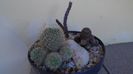 Grup de 3 cactusi