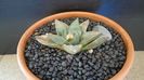 Ariocarpus retusus ssp. panarottoy