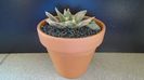 Ariocarpus retusus