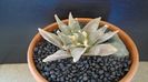 Ariocarpus retusus