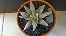 Ariocarpus retusus
