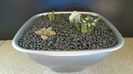 Grup de 3 Ariocarpus
