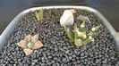 Grup de 3 Ariocarpus