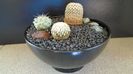 Grup de 3 cactusi