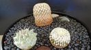 Grup de 3 cactusi