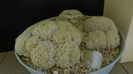 Grup de 3 Mammillaria plumosa