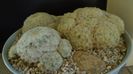 Grup de 3 Mammillaria plumosa
