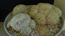 Grup de 3 Mammillaria plumosa
