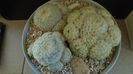 Grup de 3 Mammillaria plumosa