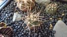 Gymnocalycium mazanense (Gymnocalycium hossei), P223 Sierra de Velasco, AR