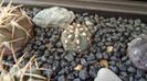 Gymnocalycium hyptiacanthum ssp. uruguayense