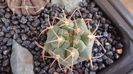 Gymnocalycium oenanthemum ssp. carminanthum