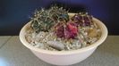 Grup de 4 Gymnocalycium friedrichii