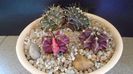 Grup de 4 Gymnocalycium friedrichii