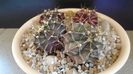 Gymnocalycium friedrichii bicefal